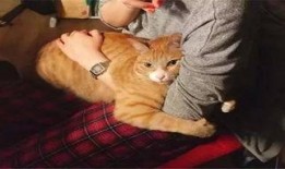 黄瓜猫吃瓜视频免费观看,免费畅享欢乐时光