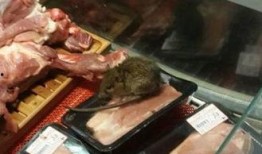 最新老鼠爆料视频大全集,视频大全集深度解析