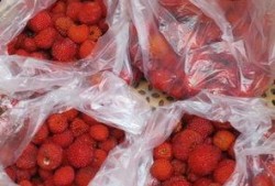 厦门野草莓爆料案件最新,真相渐露，网络舆论漩涡中的法律拷问