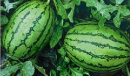 东北网红吃瓜是谁啊视频,揭秘东北网红“吃瓜”背后的故事