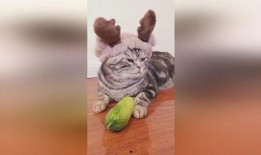 黄瓜猫吃瓜视频免费观看,免费畅享欢乐时光