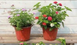 兰州啤酒爆料视频最新版,揭秘神秘配方与独特工艺