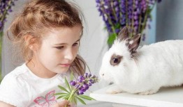 娱乐吃瓜酱兔子视频下载,揭秘热门娱乐瞬间